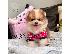 PoulaTo: Κουτάβια Pomeranian
